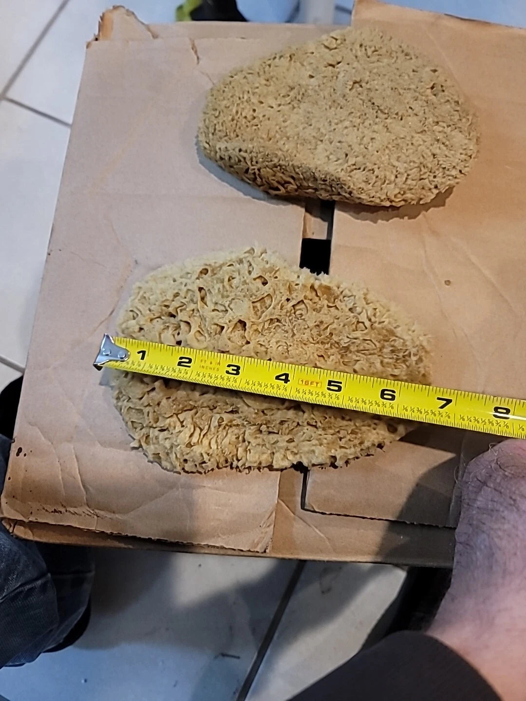 Natural  Sea Sponges These Are  These Really Thing Med.these Came From.the Ocean