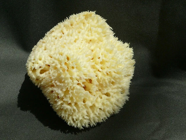 Natural Sea Sponge BATH 14cm Large @@@ babies - child - adult  SUP