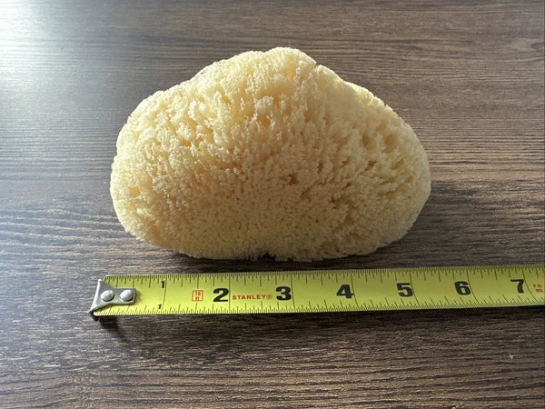 Natural Sea Sponge