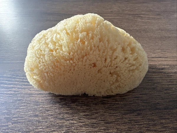 Natural Sea Sponge