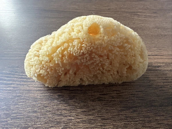 Natural Sea Sponge