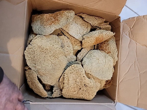 Natural  Sea Sponges These Are  These Really Thing Med.these Came From.the Ocean