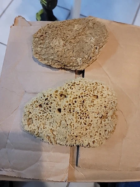 Natural  Sea Sponges These Are  These Really Thing Med.these Came From.the Ocean
